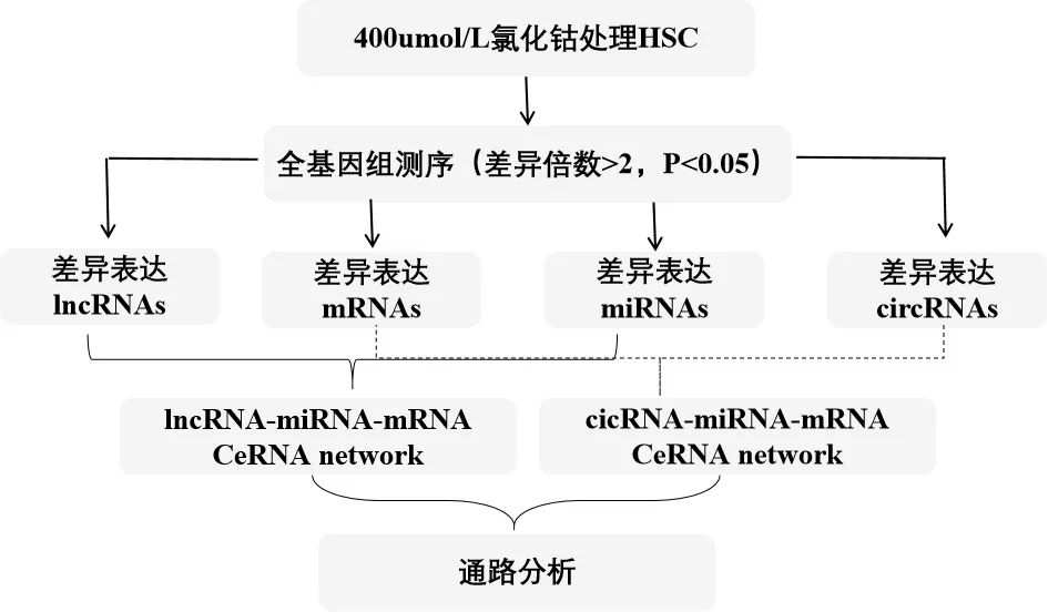  肝星状细胞活化机制研究 _肝纤维化治疗新靶点 miRNA-145/JMY/P53 调控肝星状细胞活性 _scintilla ag
