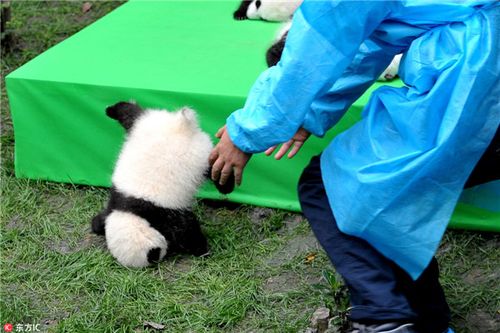 熊猫宝宝舞台摔落瞬间成最佳照片，数千万次浏览引疯传
