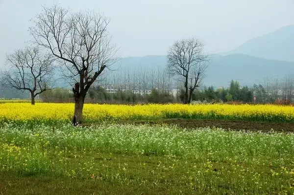 熊晓鸽是谁？从山村到创业改变家乡的励志故事