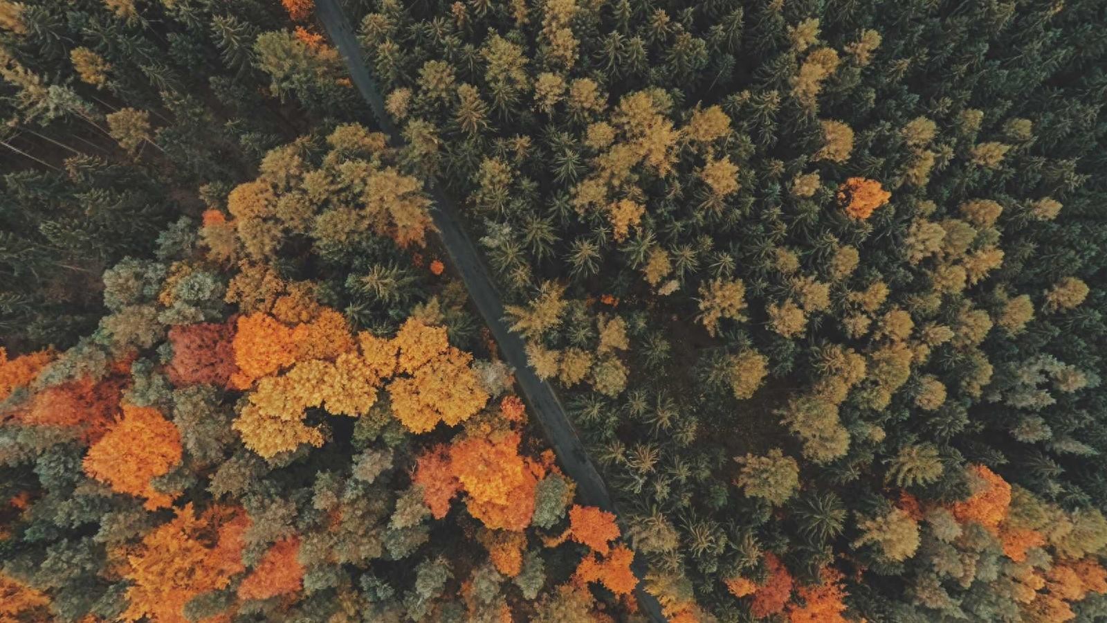 2024年中国股市各行业龙头股盘点，助你把握投资先机